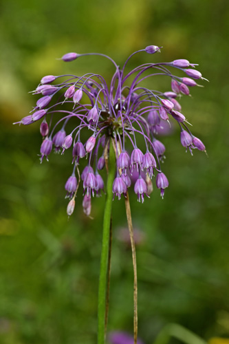 Allium cernuum.jpg